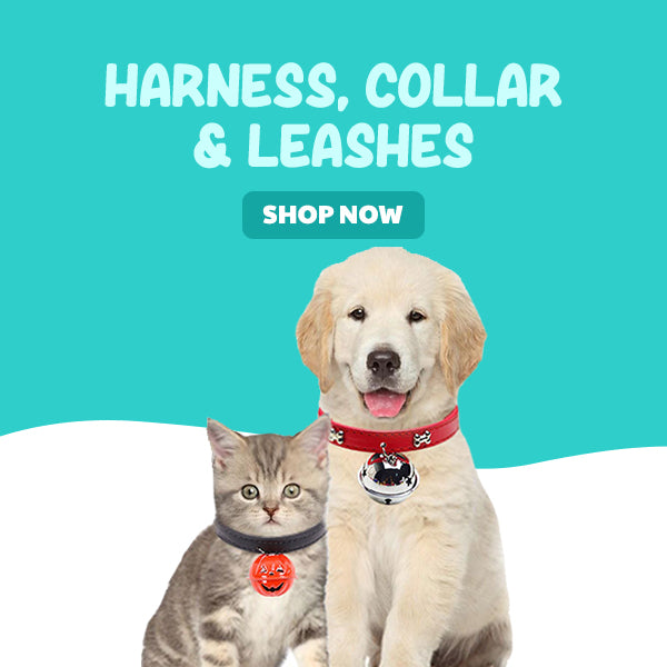 Harness, Collar & Leashes